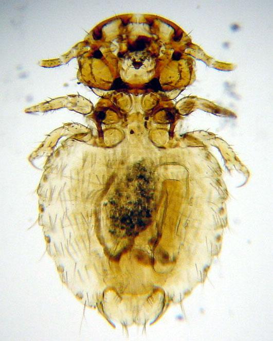 Parasitologia - PP1
