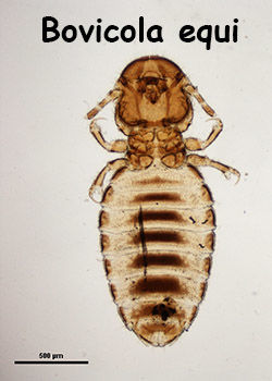 Ordem Phthiraptera - Subordem Mallophaga - Família Trichodectidae Gênero - Bovicola - Placas tergais no abdomen* - Placas pleurais - Bovinos