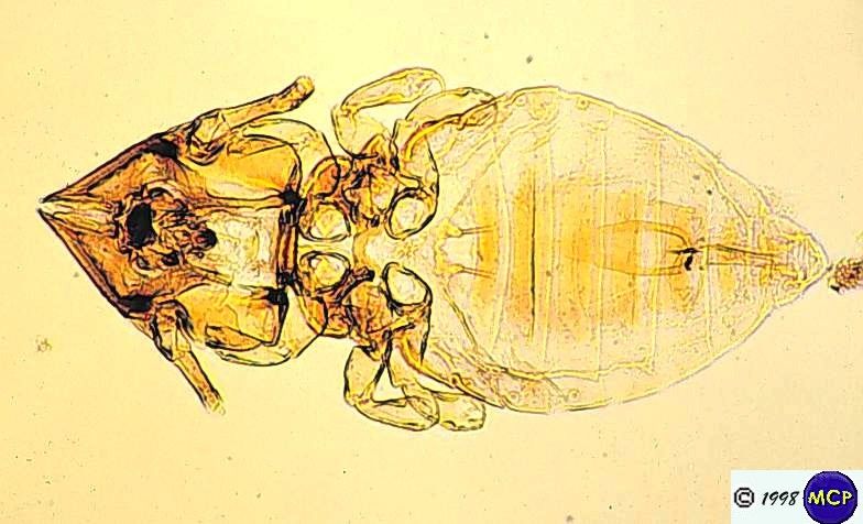 Ordem Phthiraptera - Subordem Mallophaga - Família Trichodectidae Gênero - Felicola - Cabeça triangular* - Felinos e outros carnívoros