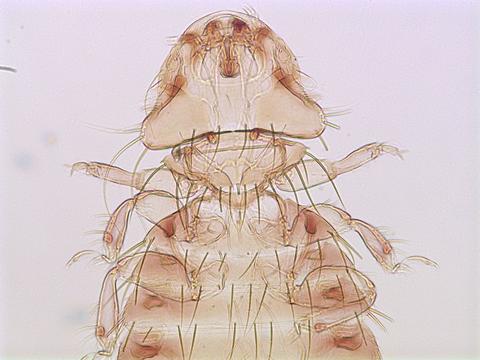 Ordem Phthiraptera - Subordem Mallophaga - Família Menoponidae Gênero - Menopon - Cabeça triangular com bordas arredondadas* - Antenas co...