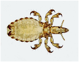 Ordem Phthiraptera - Subordem Anoplura - Família Haematopinidae Gênero - Haematopinus - Três pares de patas do mesmo tamanho* - Cabeça ma...