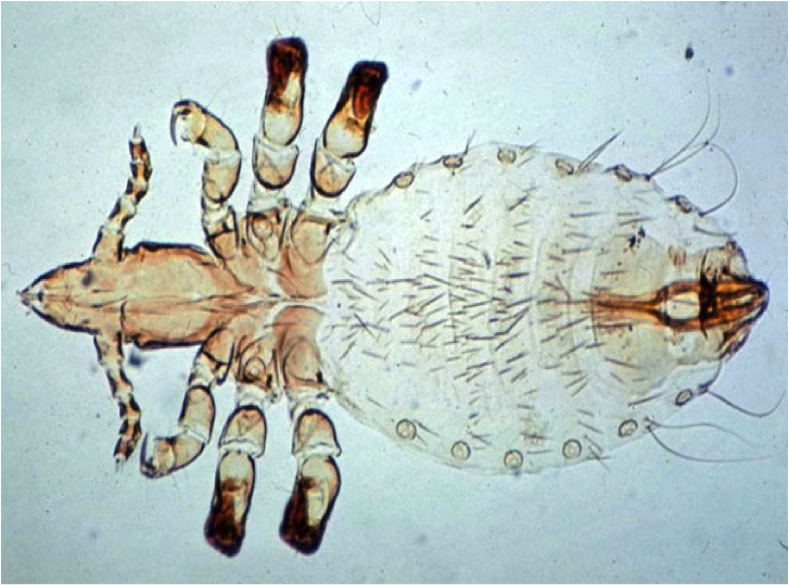 Ordem Phthiraptera - Subordem Anoplura - Família Linognathidae Gênero - Linognathus - Primeiro par de patas mais curto - Cerdas no abdome...