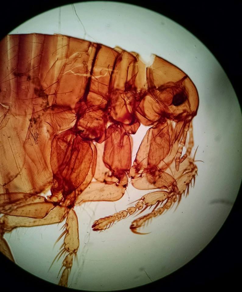 Ordem Siphonaptera - Família Pulicidae Gênero - Pulex - Uma cerda anterior aos olhos e uma cerna do occipício* - Suínos, caninos, felinos...