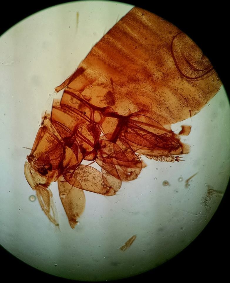 Ordem Siphonaptera - Família Pulicidae Gênero - Xenopsylla - Cerdas em forma de "V" no occipício - Terceiro par de patas com espessamento...