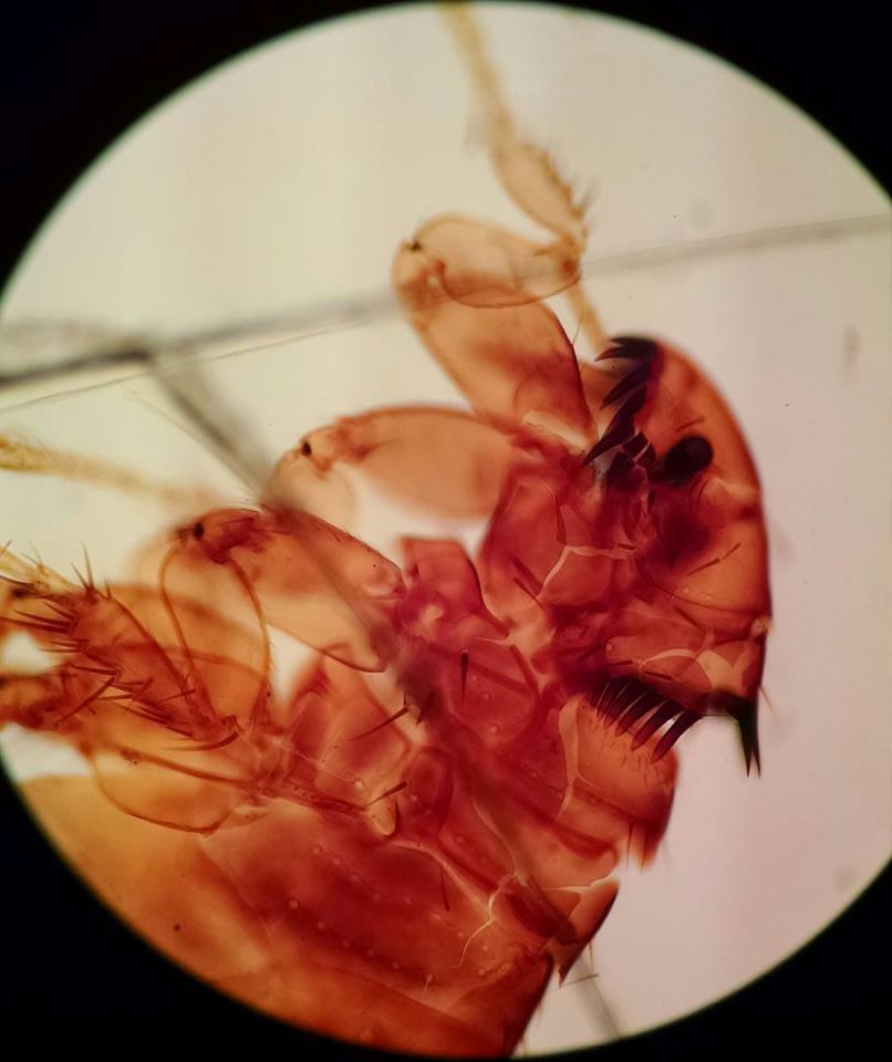 Ordem Siphonaptera - Família Pulicidae Gênero - Ctenocephalides - Ctenídeos no "queixo" e na porção posterior do occipício
