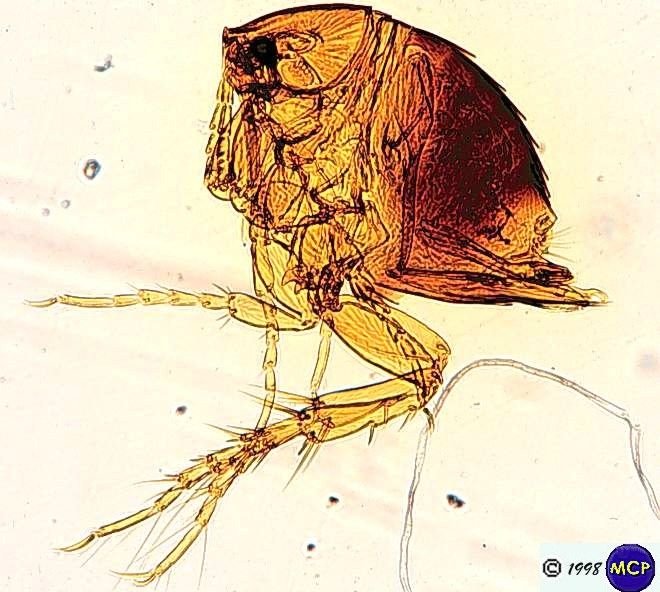 Ordem Siphonaptera - Família Tungidae Gênero - Tunga - Atacarrada