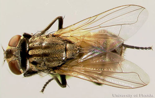 Ordem Diptera - Família Muscidae Gênero - Musca - Quatro listras pretas no tórax* - Não causa miíase - Amarronzada - Aparelho bucal lambe...