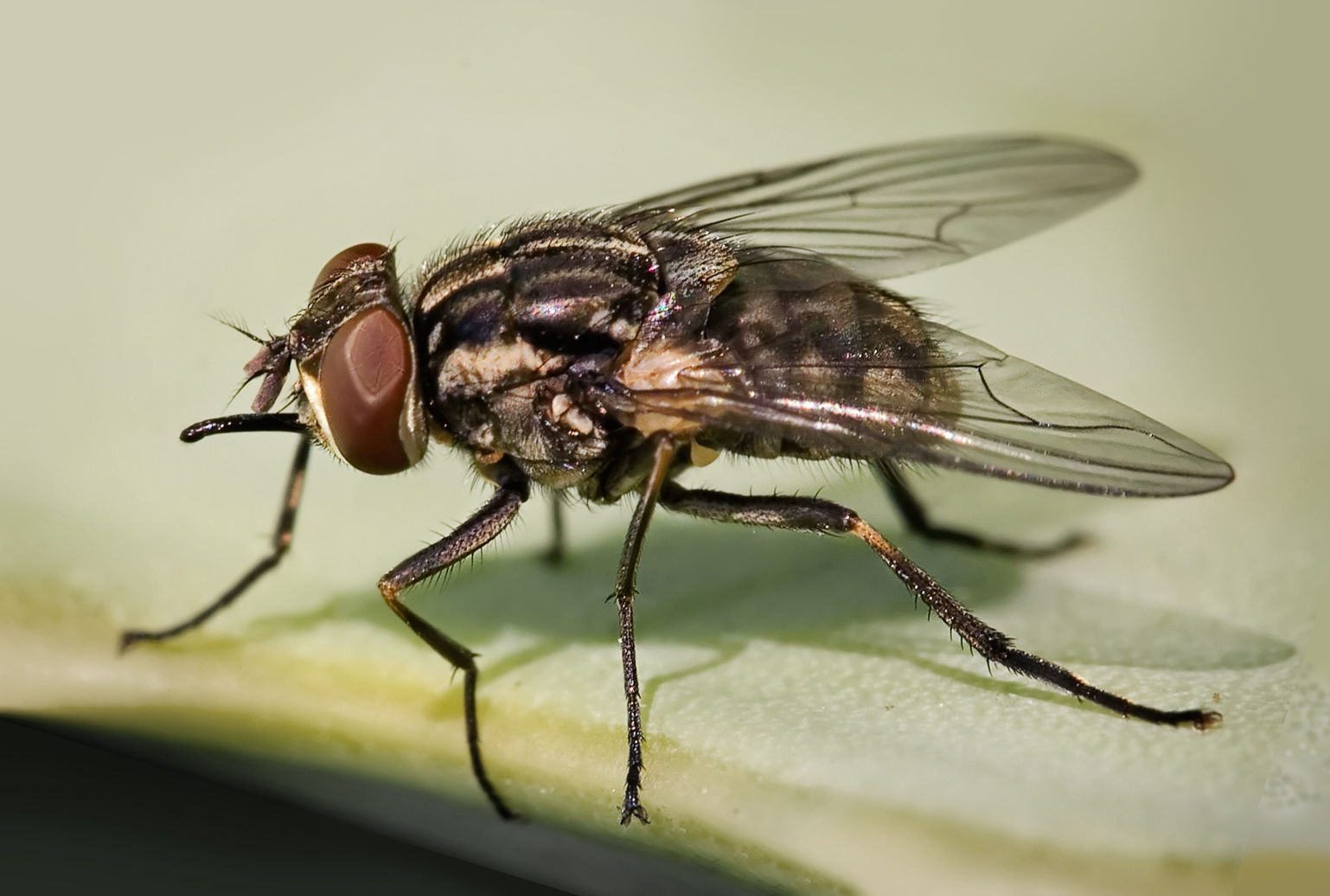 Ordem Diptera - Família Muscidae Gênero - Stomoxys - Aparelho bucal picador-sugador sempre pra frente (visível) - Muito parecida com a mu...