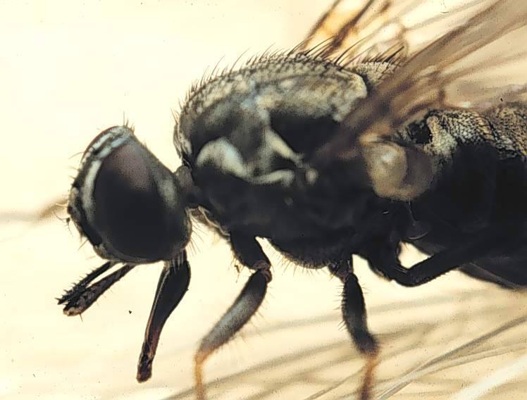 Ordem Diptera - Família Muscidae Gênero - Haematobia - Palpos pilosos muito longos, visíveis acima da tromba - Mosca dos cifres* (bovinos...