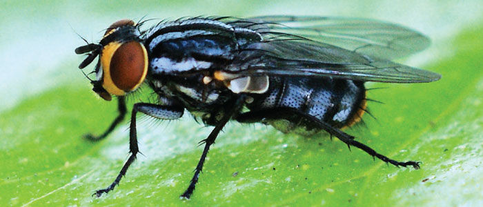 Ordem Diptera - Família Calliphoridae Gênero - Cochliomyia - Coloração verde-azul metálica com listras pretas - VAREJEIRA - Cabeça amarel...