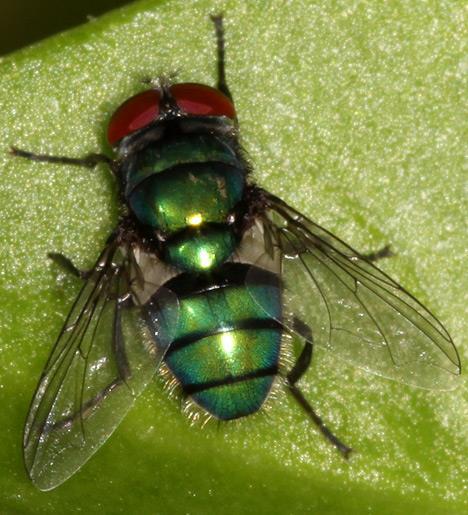 Ordem Diptera - Família Calliphoridae Gênero - Chrysomyia - Coloração metálica verde-azul - Não apresentam listras - MIÍASE I E II
