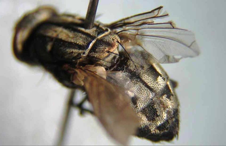 Ordem Diptera - Família Sarcophagidae Gênero - Sarcophaga - Coloração acinzentada - Listras pretas - Abdomen axadrezado - Arista plumosa ...