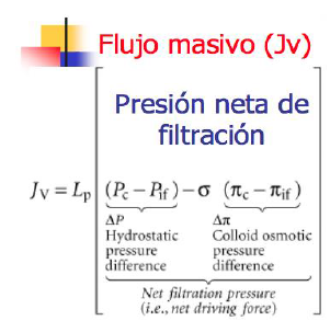 Microcirculación y circulación linfática