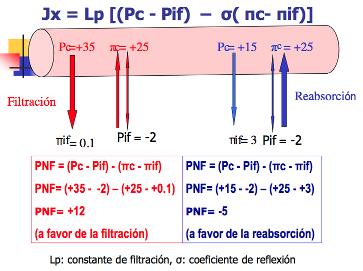Microcirculación y circulación linfática