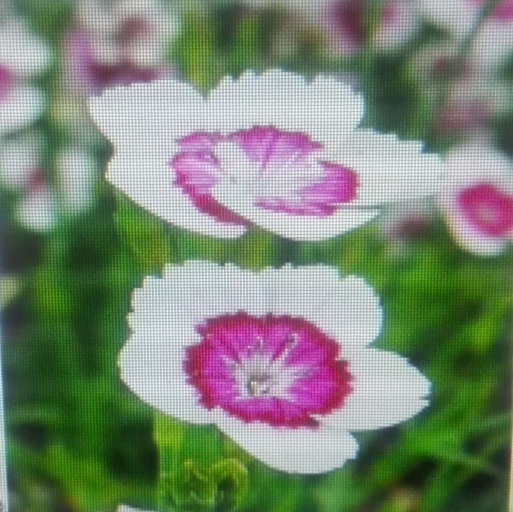 •Pretty