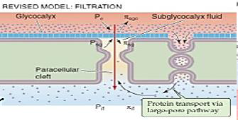 Microcirculación y circulación linfática