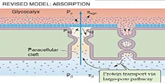 Microcirculación y circulación linfática
