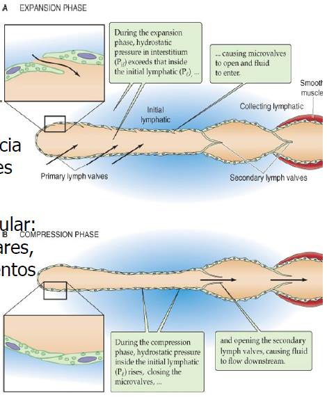 Microcirculación y circulación linfática