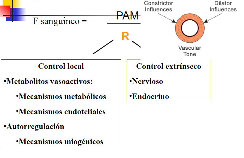Microcirculación y circulación linfática