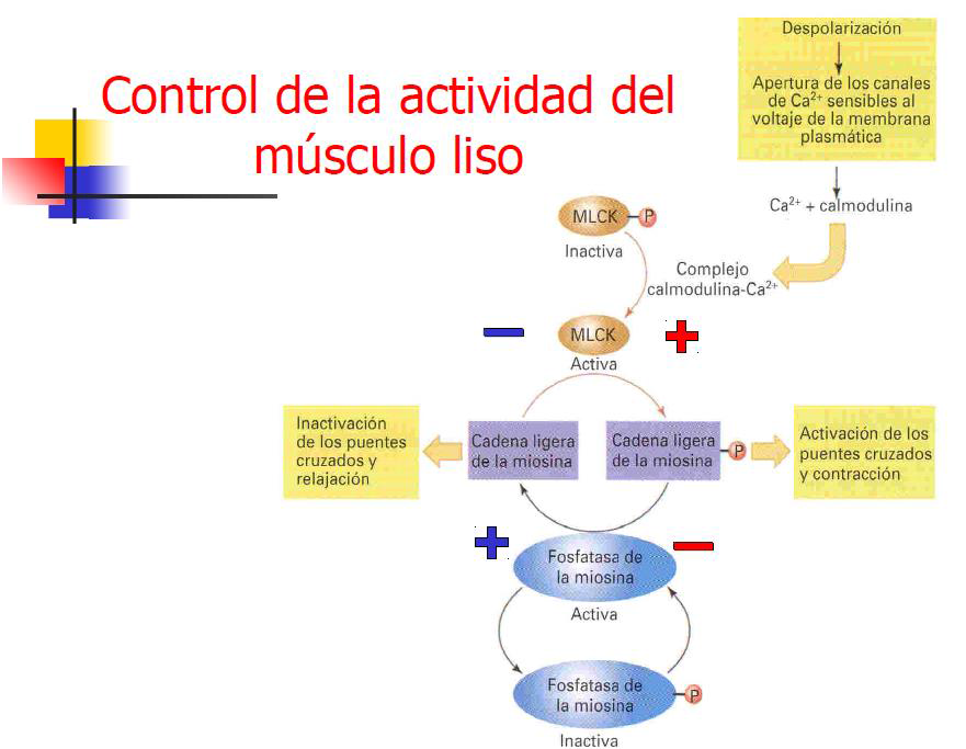 Microcirculación y circulación linfática
