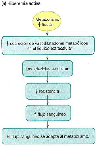 Microcirculación y circulación linfática