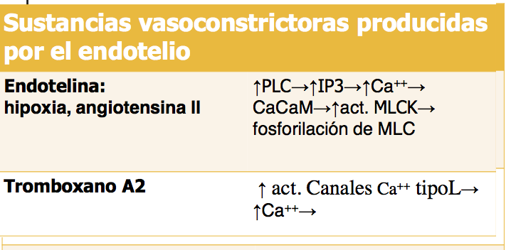 Microcirculación y circulación linfática