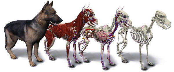 Anatomia y Fisiologia Animal. Paula Carrasco
