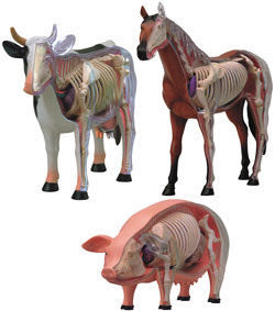 Anatomia y Fisiologia Animal. Paula Carrasco | Flashcards