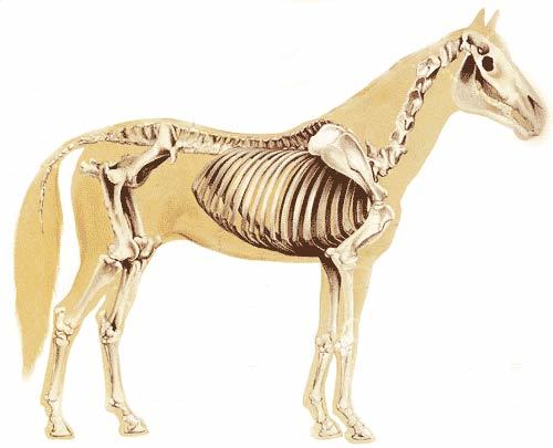 Comprende una estructura axial compuesta por cabeza, columna vertebral y caja torácica, y unas estructuras apendiculares (normalmente, cu...