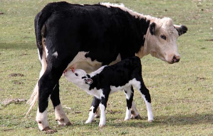 Las glándulas se estructuran entre sí para desembocar conjuntamente a través de un esfínter denominado pezón en el vértice de las mamas.