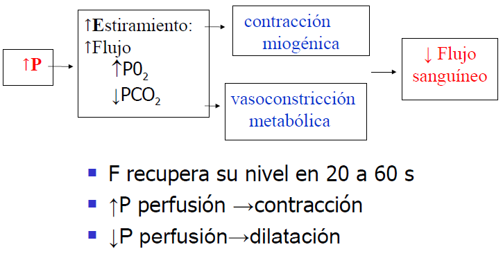 Microcirculación y circulación linfática