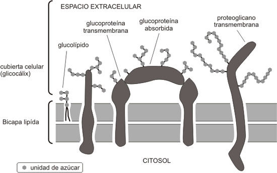 GLICOCALIX