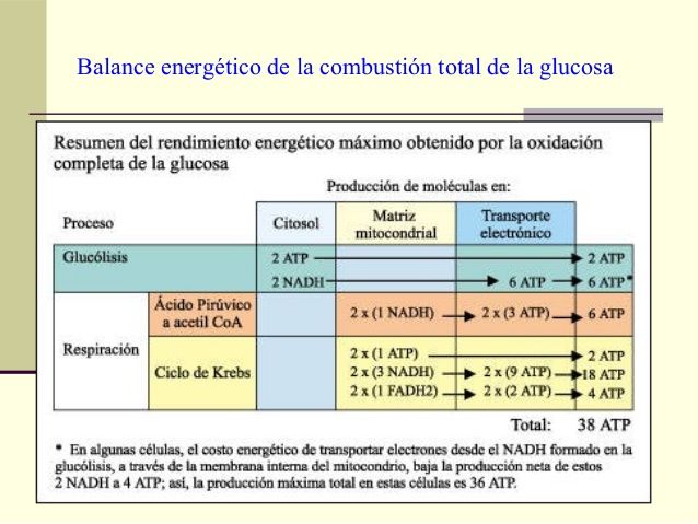 solemne 1