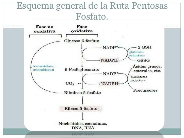 Via de las pentosas