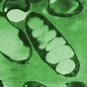 Heliobacterias