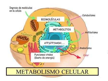 Metabolismo