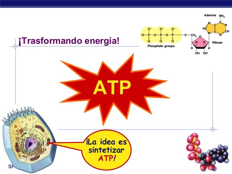 Producción de ATP