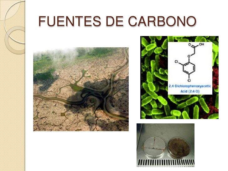 Fuentes de carbono