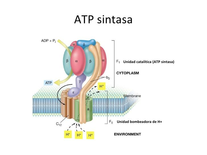 ATP sintasa
