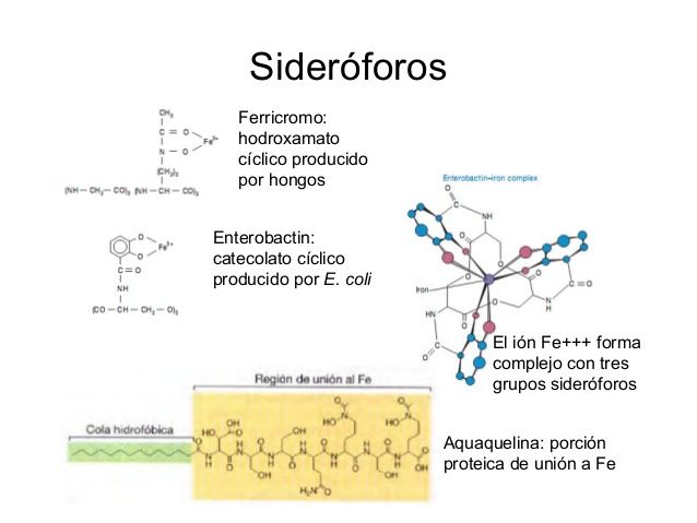 Sinderoforos
