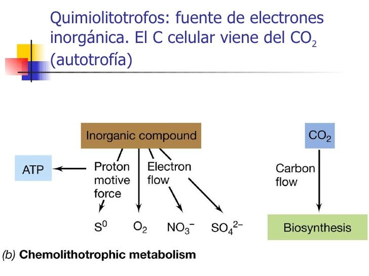 Quimiolitotrofia