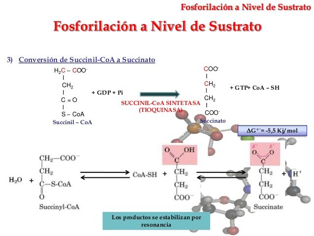 Fosforilacion