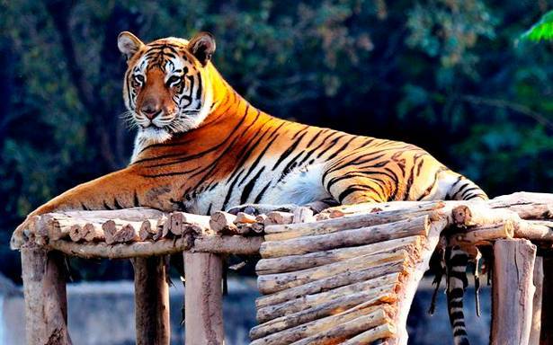 TIGER