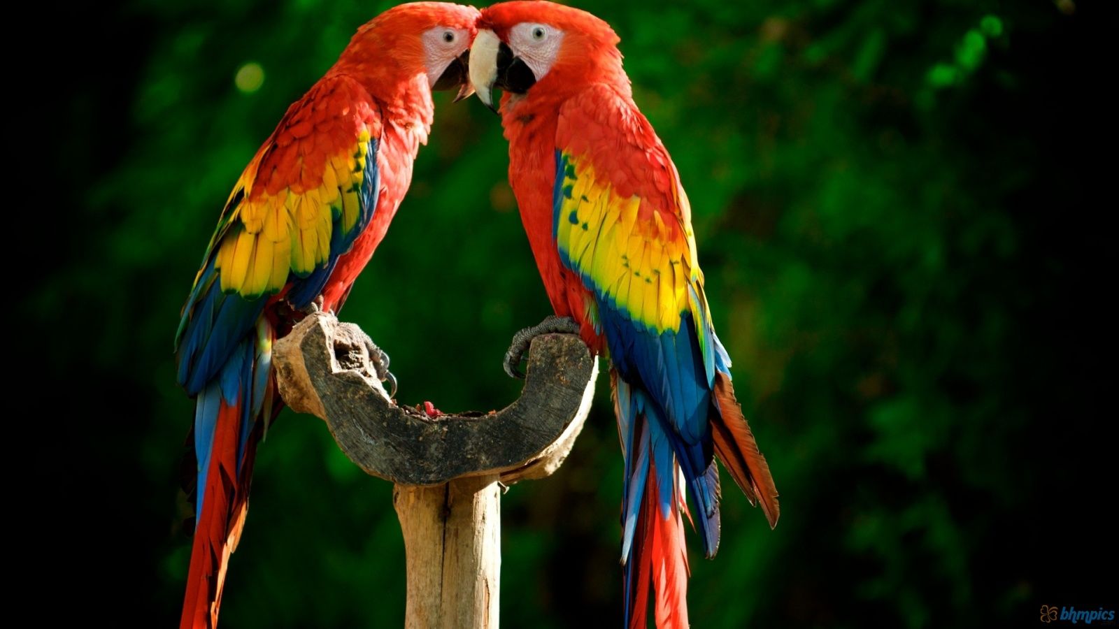 PARROT
