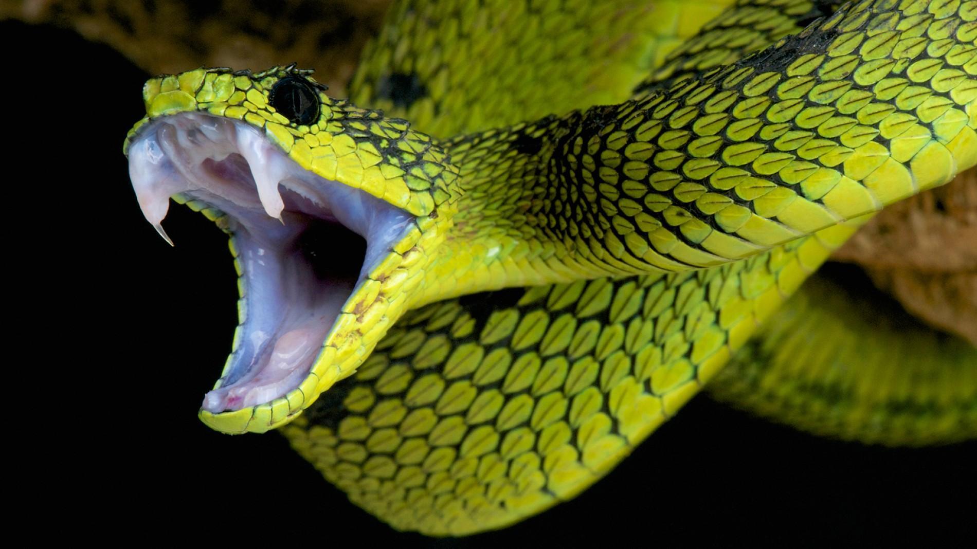 SNAKE