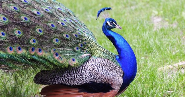PEACOCK