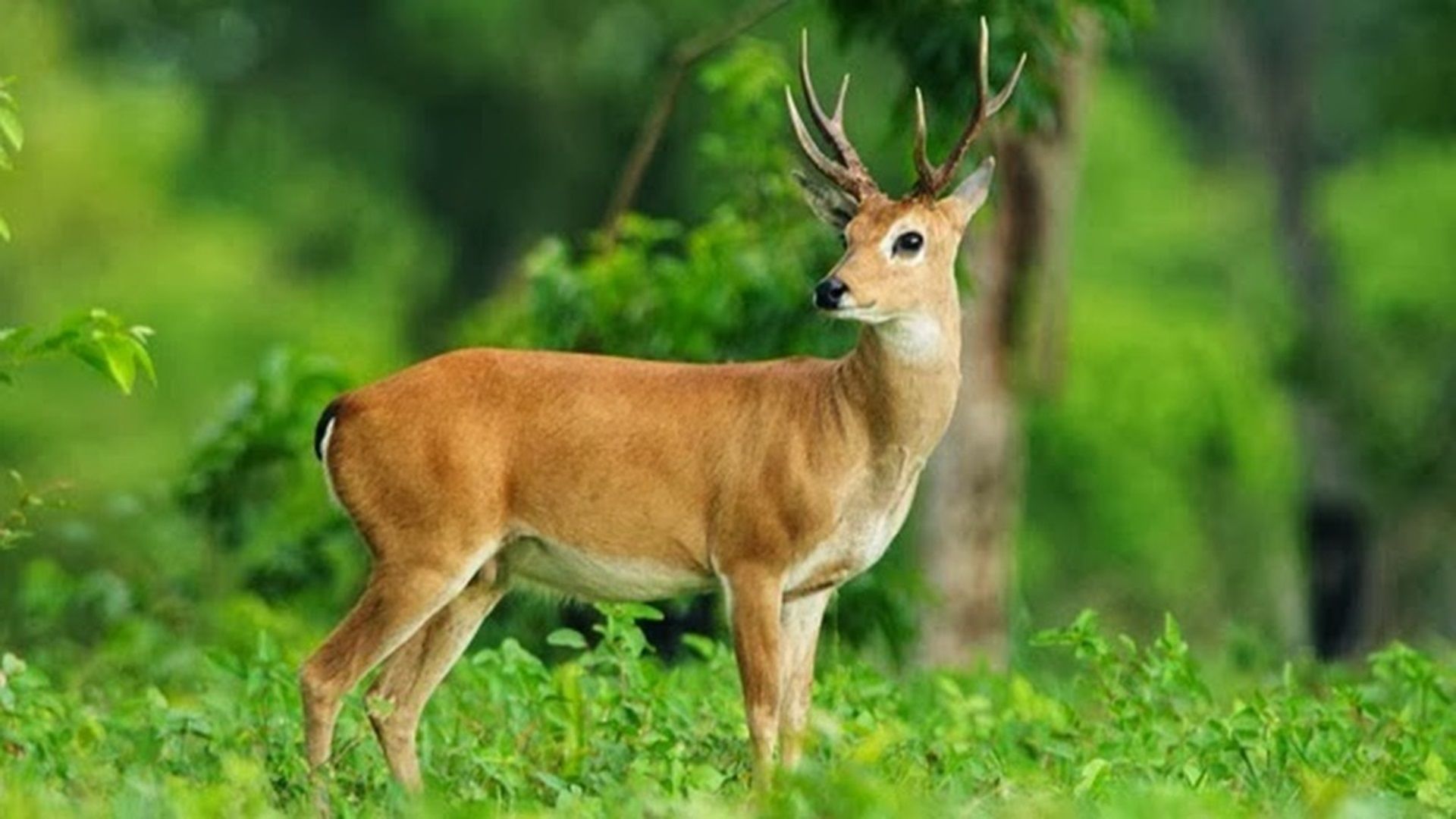 DEER
