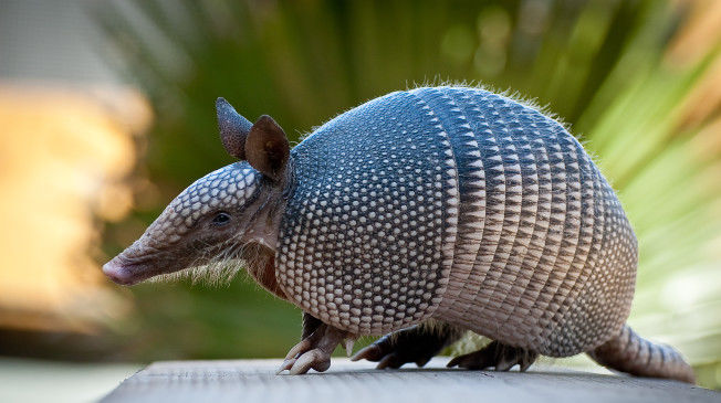 ARMADILLO