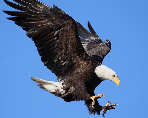 EAGLE