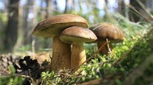 ONDDOA ERREINUA Perretxikoak
